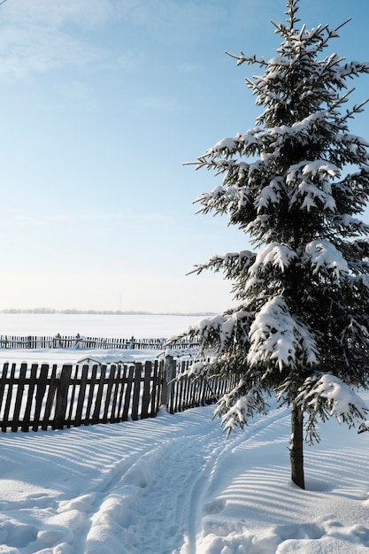 Beautiful nature of the North, natural landscape with large trees in frosty winter