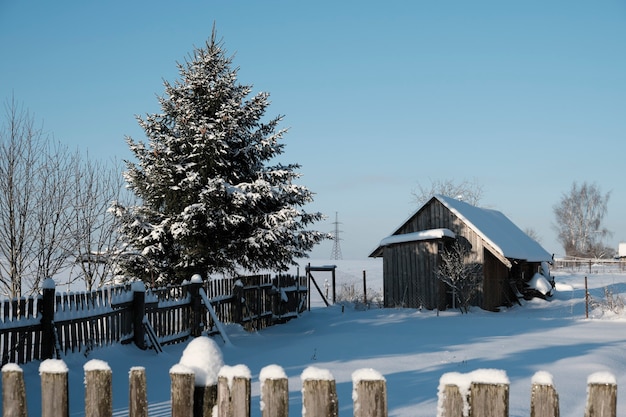 Beautiful nature of the North, natural landscape with large trees in frosty winter