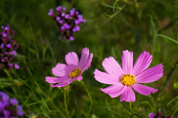 Beautiful nature Pinks flower on blurred background.