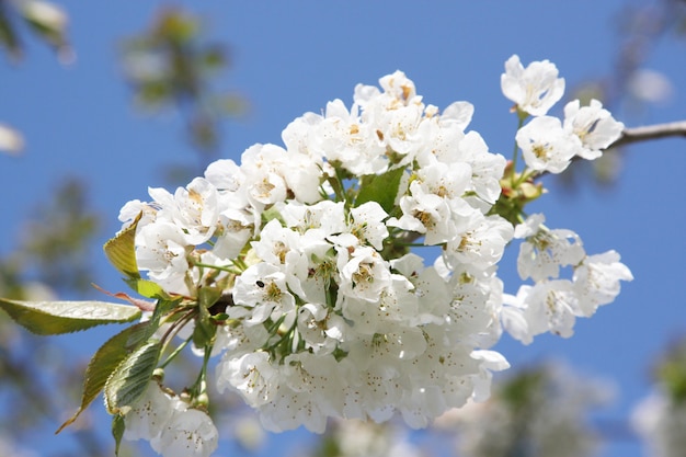 Beautiful nature scene with blooming flowers tree.