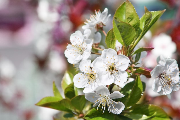 Beautiful nature scene with blooming flowers tree