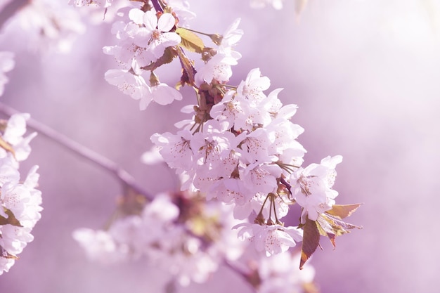 Beautiful nature scene with blooming flowers tree