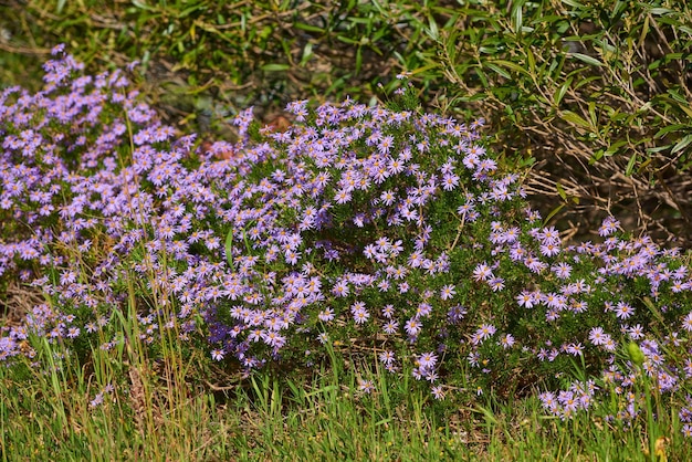 Beautiful nature setting of colorful flowers during a spring day outside Green landscape view of tall grass and purple flora in the outdoors Relaxing natural wild environment of growing plants