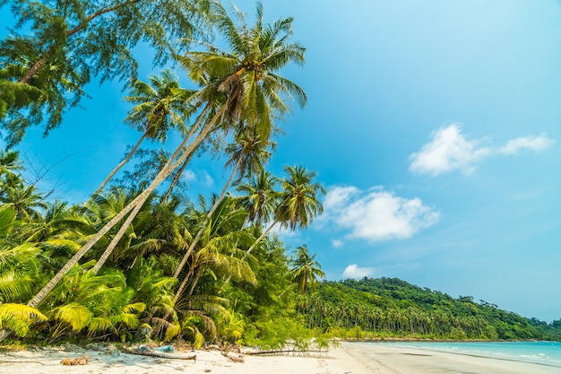 Beautiful nature tropical beach and sea with coconut palm tree on paradise island