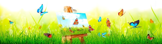 Beautiful nature view of butterfly on blurred background in garden.