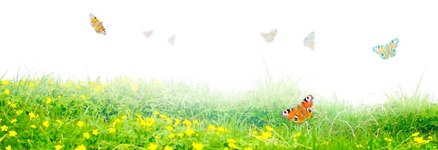 Beautiful nature view of butterfly on blurred background in garden