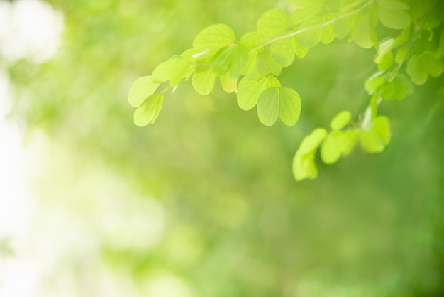 Beautiful nature view green leaf on blurred greenery background under sunlight with bokeh and copy space using as background natural plants landscape ecology wallpaper concept