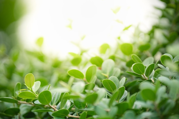 Beautiful nature view green leaf on blurred greenery background under sunlight with bokeh and copy space using as background natural plants landscape ecology wallpaper concept