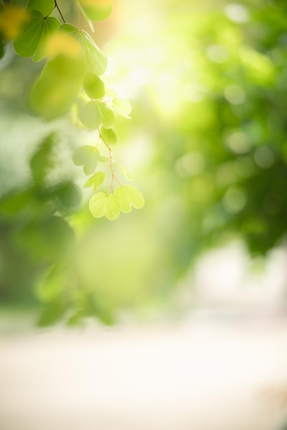 Beautiful nature view green leaf on blurred greenery background under sunlight with bokeh and copy space using as background natural plants landscape ecology wallpaper concept