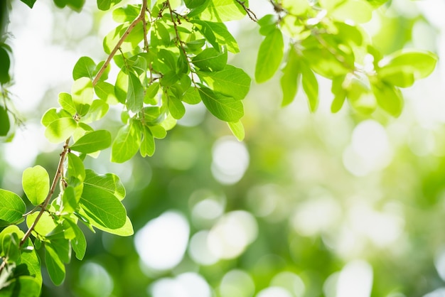 Beautiful nature view green leaf on blurred greenery background under sunlight with bokeh and copy space using as background natural plants landscape ecology wallpaper concept