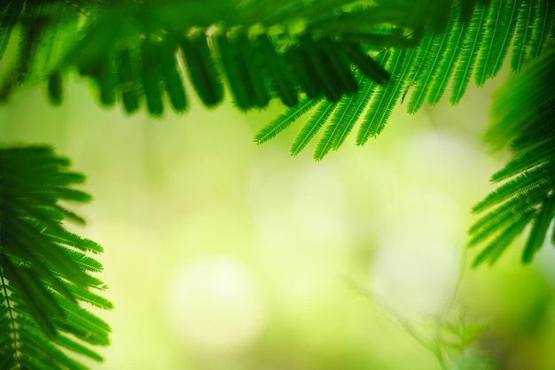 Beautiful nature view green leaf on blurred greenery background under sunlight with bokeh and copy space using as background natural plants landscape ecology wallpaper concept