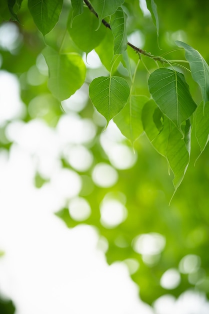 Beautiful nature view green leaf on blurred greenery background under sunlight with bokeh and copy space using as background natural plants landscape ecology wallpaper concept