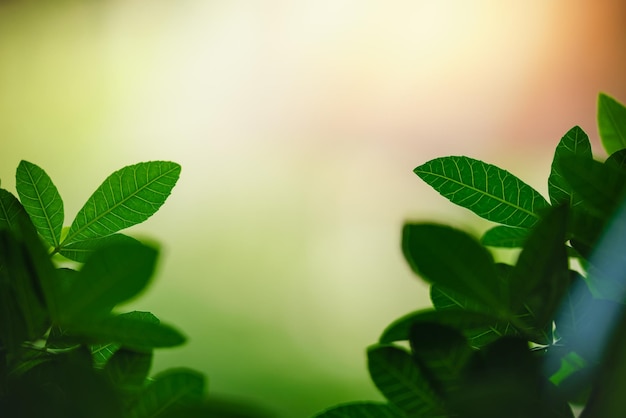 Beautiful nature view green leaf on blurred greenery background under sunlight with bokeh and copy space using as background natural plants landscape ecology wallpaper concept