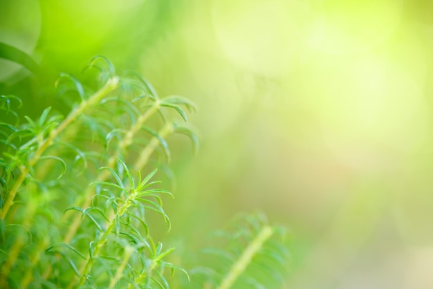 Beautiful nature view green leaf on blurred greenery background under sunlight with bokeh and copy space using as background natural plants landscape ecology wallpaper concept