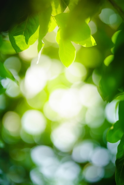 Beautiful nature view green leaf on blurred greenery background under sunlight with bokeh and copy space using as background natural plants landscape ecology wallpaper concept