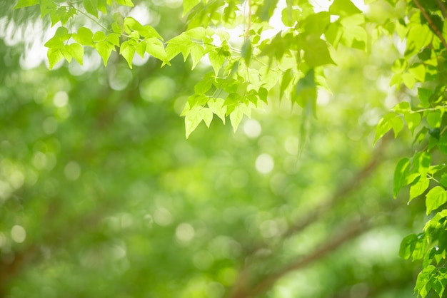 Beautiful nature view green leaf on blurred greenery background under sunlight with bokeh