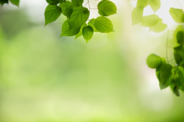 Photo beautiful nature view green leaf on blurred greenery tableunder sunlight with bokeh and copy space natural plants landscape, ecology wallpaper concept.