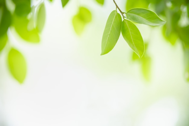 Beautiful nature view green leaf on blurred greenery and white sky background with copy space