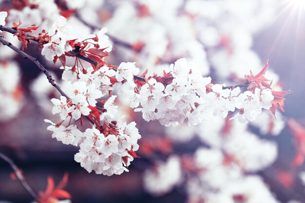 Beautiful nature view of spring flowering trees on blurred background