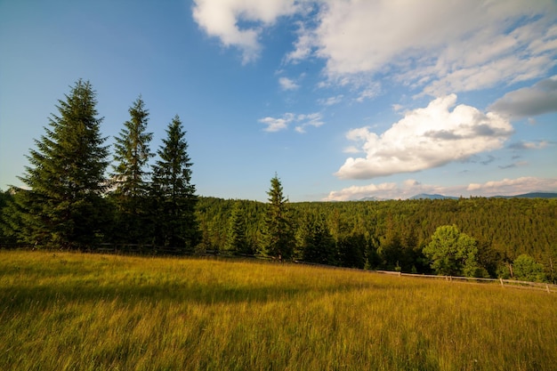 Beautiful nature and wonderful landscape with lush green forests and vegetation in the Synevyr valley of the Carpathian mountains in Ukraine Fresh green meadows and blooming wildflowers