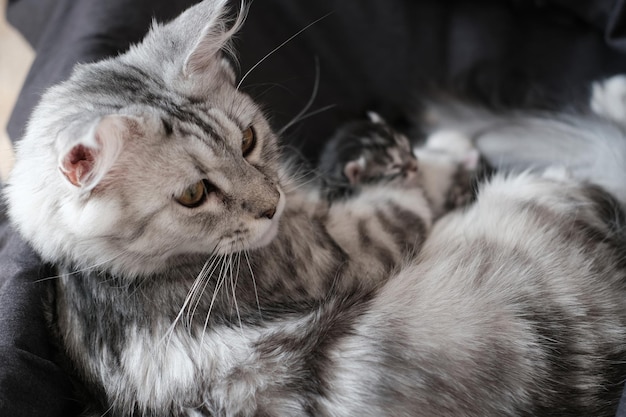 Beautiful newborn Maine Coon kittens with closed eyes Cute pet blind kitten with mother