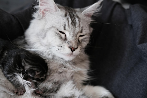 Beautiful newborn Maine Coon kittens with closed eyes Cute pet blind kitten with mother