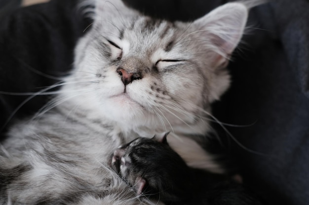 Beautiful newborn Maine Coon kittens with closed eyes Cute pet blind kitten with mother