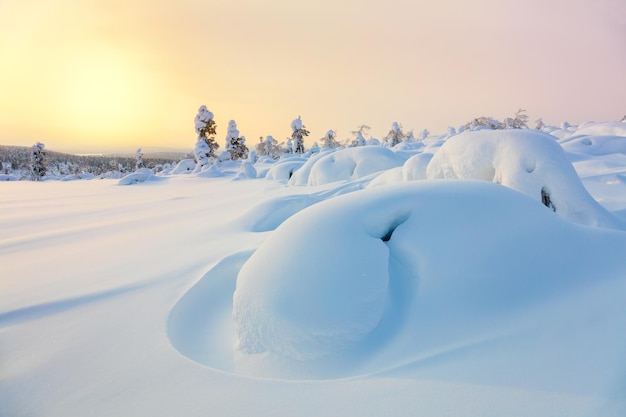 Beautiful Northern winter landscape sunset snow covered pine trees and big snowbanks