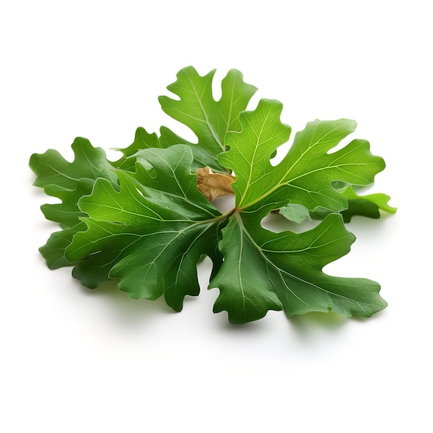 Beautiful Oak leaf isolated on white background