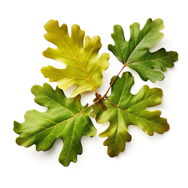 Beautiful Oak leaf isolated on white background