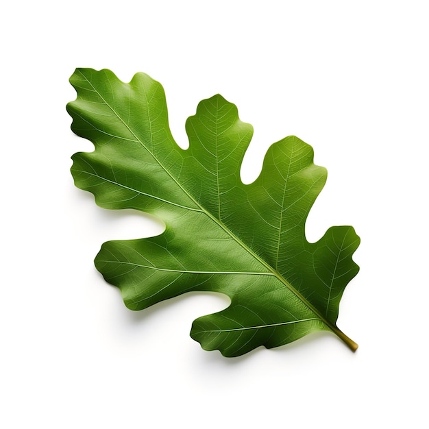 Beautiful Oak leaf isolated on white background