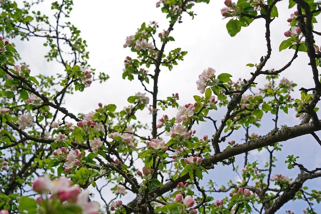 Beautiful old apple tree garden blossoming on sunny spring day Blooming apple trees over bright blue sky