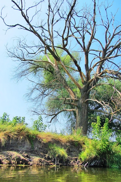 Beautiful old bare tree standing in pasture with reflections in water Blue sky with fluffy white clouds is background