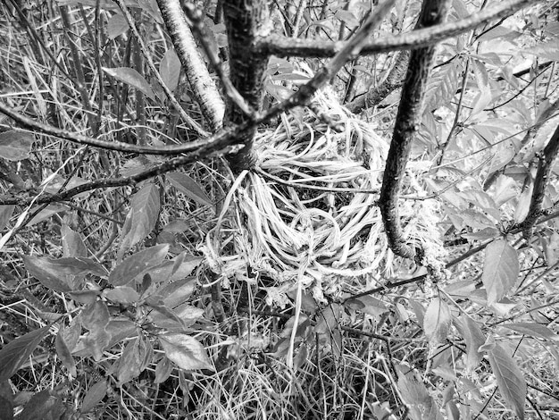 Beautiful old nest bird in wild deciduous forest