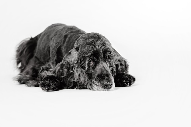 Beautiful old white-haired black spaniel dog lying down isolated on white background