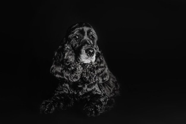 Beautiful old white-haired black spaniel dog portrait on black background