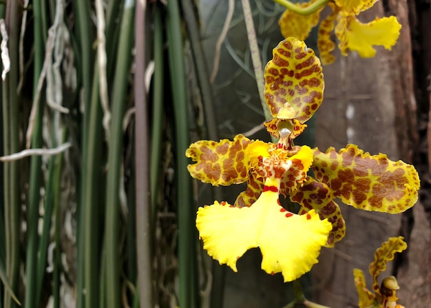 Beautiful Oncidium tiger orchid in the garden.