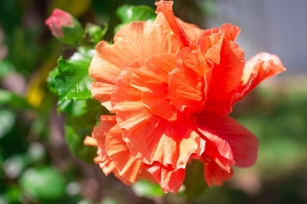 Beautiful orange blooming Chinese double flower selective focus roses in a tropical garden closeup