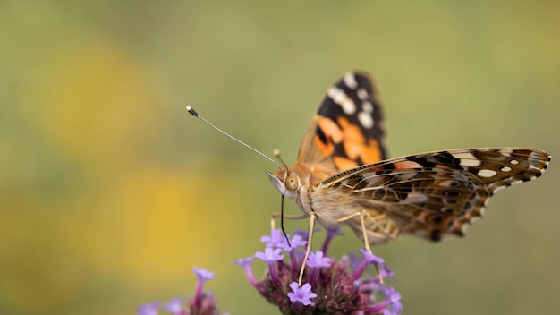 Beautiful orange butterfly collects pollen incredible wildlife