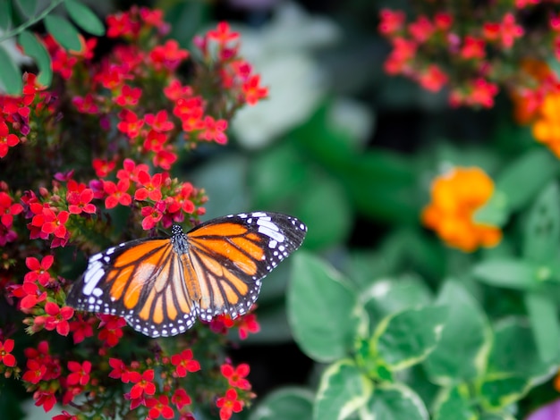 beautiful orange butterfly Common Tiger (Danaus genutia) on red flower with green garden background