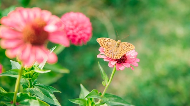 A beautiful orange butterfly sits on a pink flower Beauty is in nature The butterfly drinks nectar and pollinates flowers Natural background