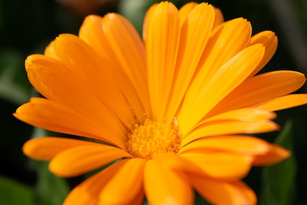 Beautiful orange calendula officinalis flower close up in a garden on a green background