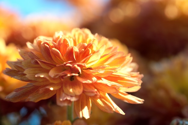 Beautiful orange chrysanthemum flower autumn vivid background