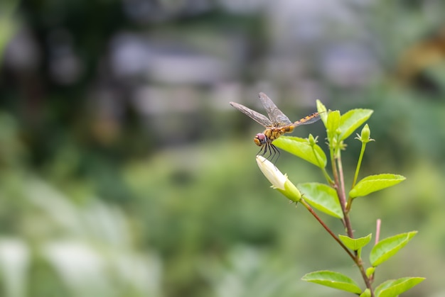 A beautiful orange color dragonfly with transparent wings resting on a white hibiscus rosa sinensis flower buds in the garden with copy space