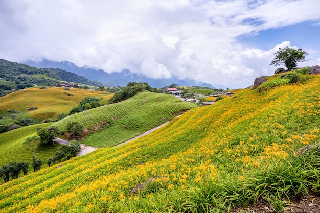 Beautiful orange daylily flower farm on Sixty Rock Mountain Liushidan mountain with blue sky and cloud Fuli Hualien Taiwan close up copy space