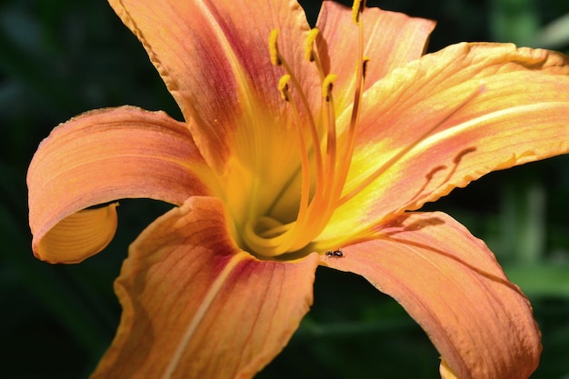 Photo a beautiful orange flower grows in the garden