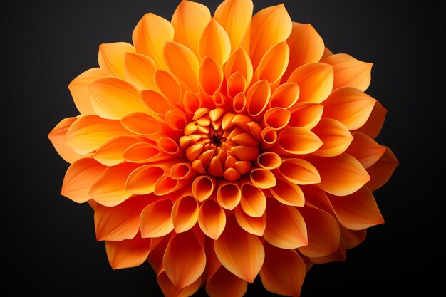 beautiful orange flower isolated on white background high quality