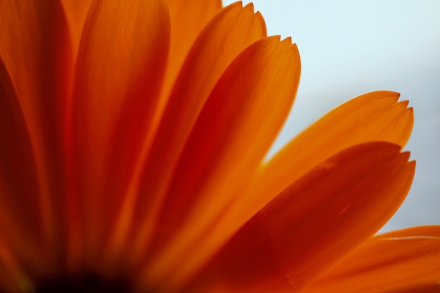 beautiful orange flower in nature