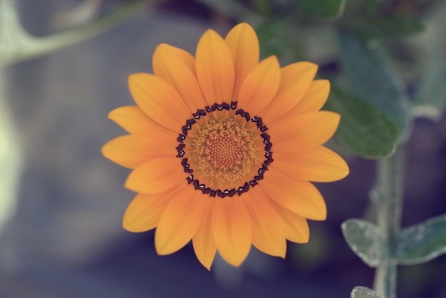 Beautiful orange flower with a brown edging Toned