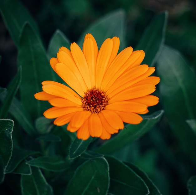 the beautiful orange flowers in the garden in the nature  